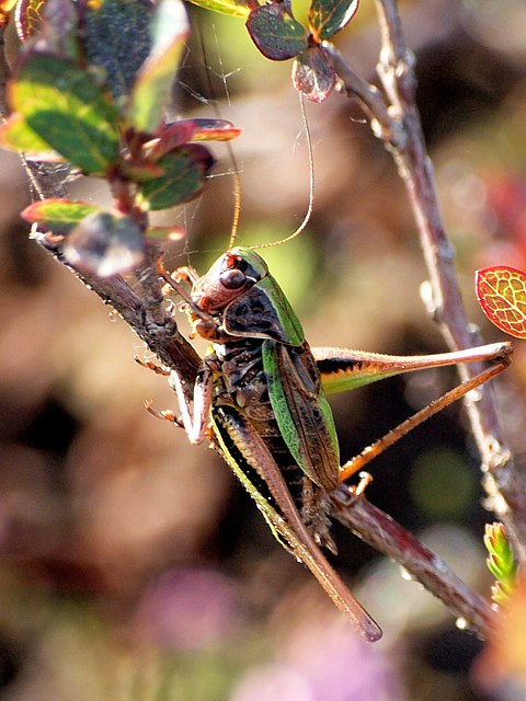 Decticelle des bruyres, metrioptera brachyptera