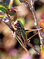 Decticelle des bruyères, metrioptera brachyptera