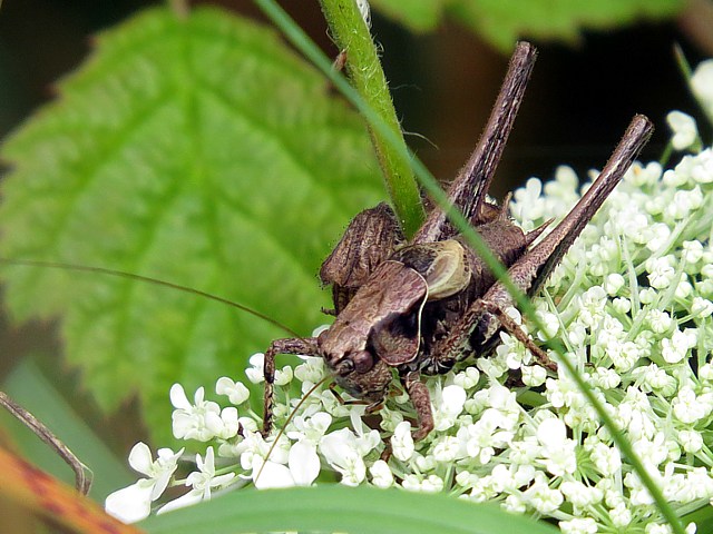 Decticelle cendrée, pholidoptera griseoaptera