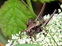 Decticelle cendrée, pholidoptera griseoaptera