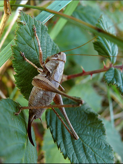 Decticelle cendre, pholidoptera griseoaptera