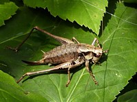 Decticelle cendrée