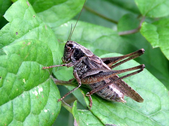 Decticelle chagrine, platycleis albopunctata