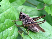 Decticelle chagrinée, platycleis albopunctata