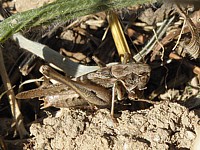 Dectique à front blanc, decticus albifrons