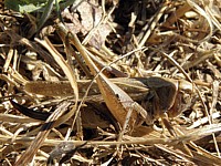 Dectique à front blanc - decticus albifrons