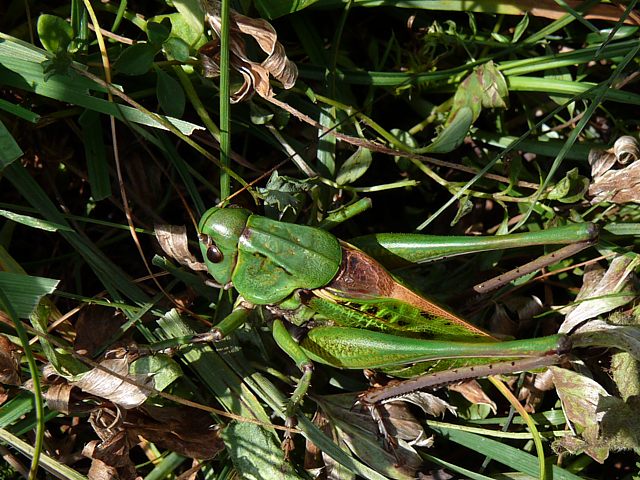Dectique verrucivore, decticus verrucivorus