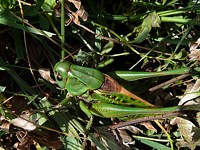 Dectique verrucivore, decticus verrucivorus