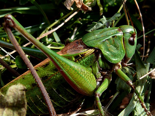 Dectique verrucivore, decticus verrucivorus
