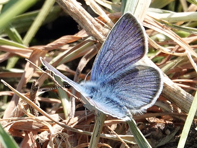 Demi-argus, azuré des anthyllides, cyaniris semiargus