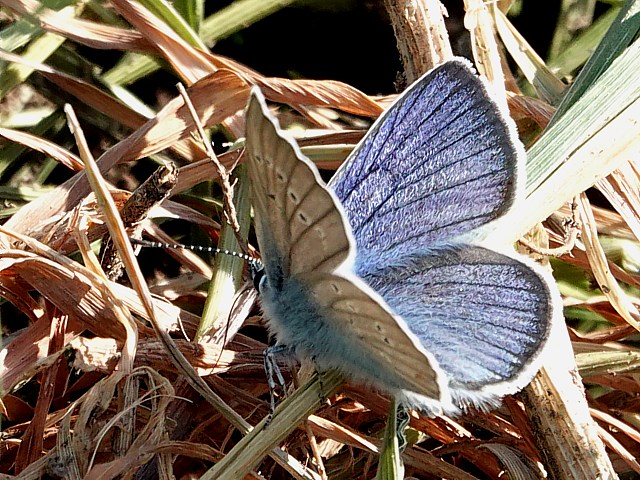 Demi-argus, azuré des anthyllides