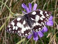 Demi-deuil, malanargia galathea