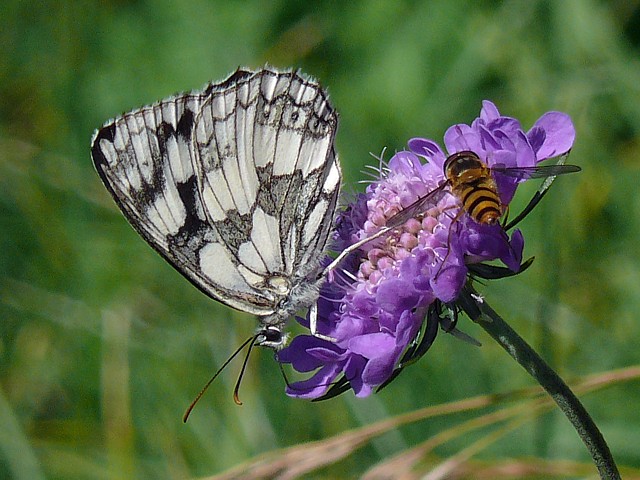 Demi-deuil - malanargia galathea