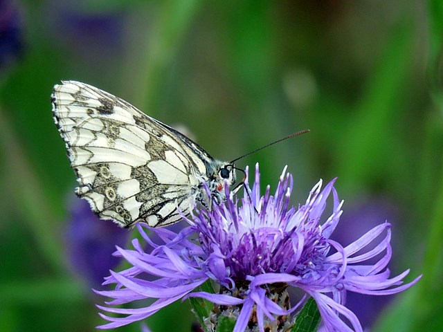 Demi-deuil, malanargia galathea