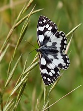 Demi-deuil sur graminées