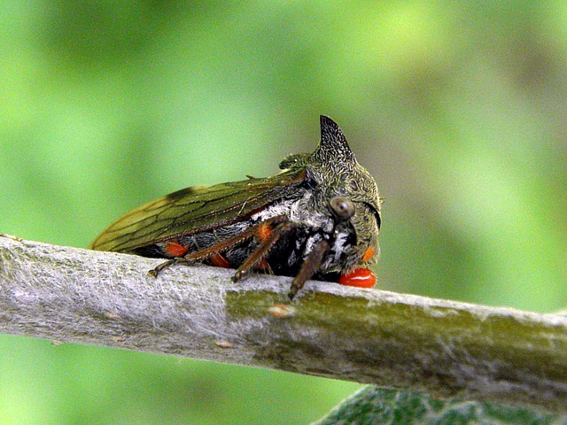 Demi-diable, centrotus cornutu