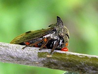 Demi-diable, centrotus cornutus