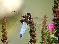 Mâle libellule déprimée, libellula depressa