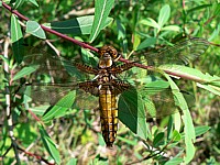 Femelle libellule déprimée
