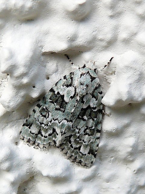 La Runique, dichonia aprilina