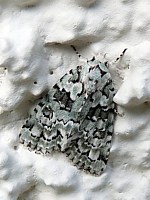 dichonia aprilina, La Runique