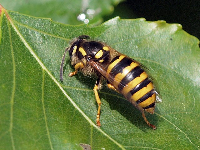 Gupe des bois - dolichovespula sylvestris