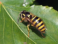 Guêpe des bois, dolichovespula sylvestris