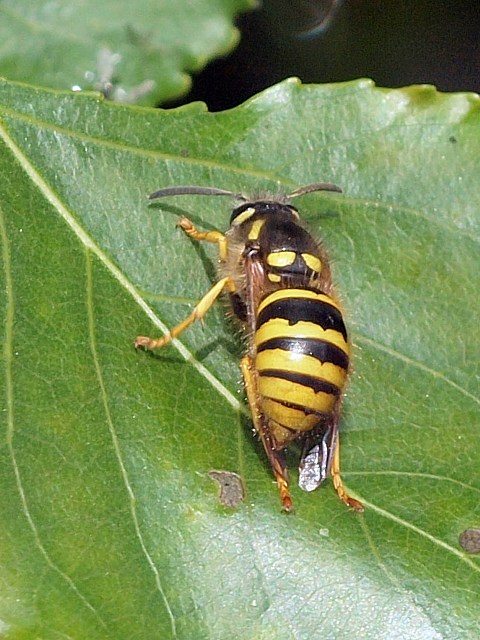 Gupe des bois - dolichovespula sylvestris