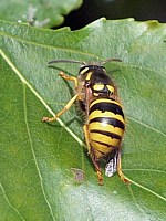 Guêpe des bois, dolichovespula sylvestris