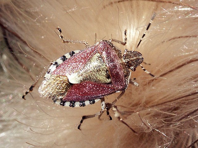 Punaise des baies, dolycoris baccarum