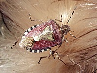 Punaise des baies, dolycoris baccarum