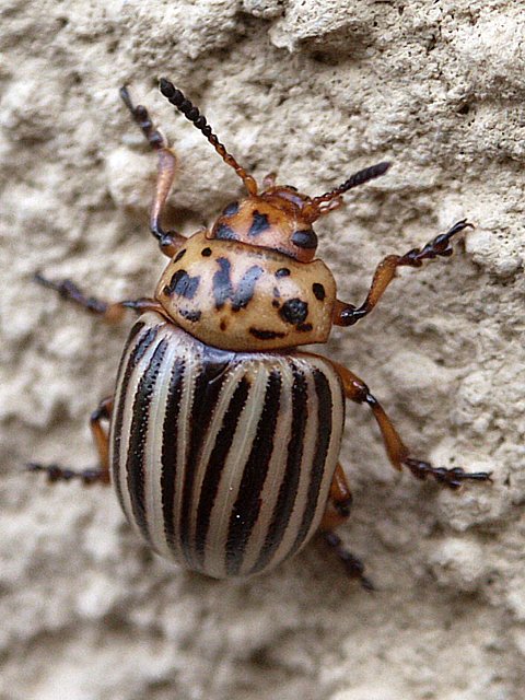 Doryphore - leptinotarsa decemlineata