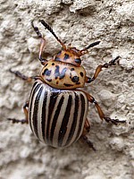 doryphore, leptinotarsa decemlineata