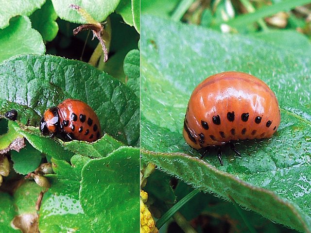 Larves de doryphore - leptinotarsa decemlineata