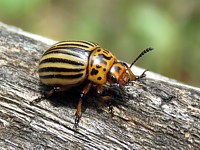 doryphore, leptinotarsa decemlineata