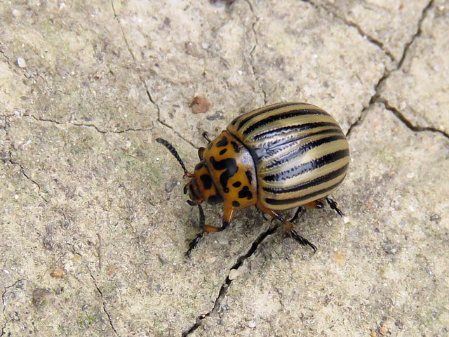 Doryphore,  leptinotarsa decemlineata