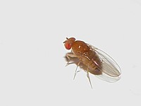 Drosophile, drosophila melanogaster