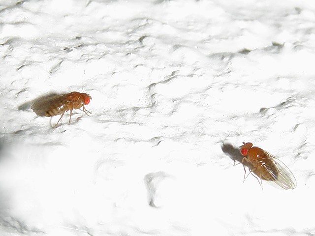 Drosophiles - drosophila melanogaster