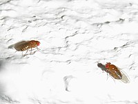 Drosophiles