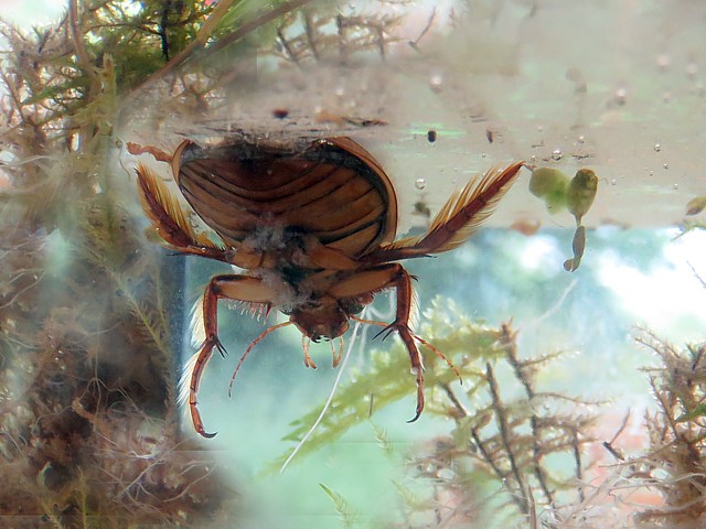 dytique bordé, dytiscus marginalis