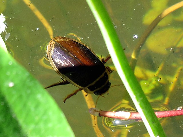 Dytique, disticus marginalis