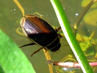 dytique bordé, dytiscus marginalis