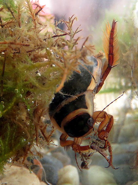 Dytique, disticus marginalis