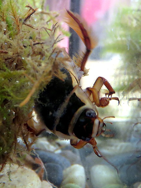 Dytique, disticus marginalis