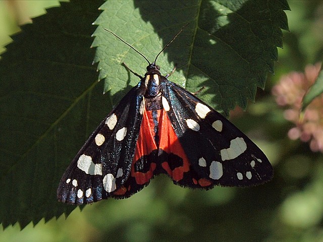Ecaille rouge - callimorpha dominula