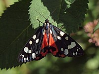 Ecaille rouge, callimorpha dominula