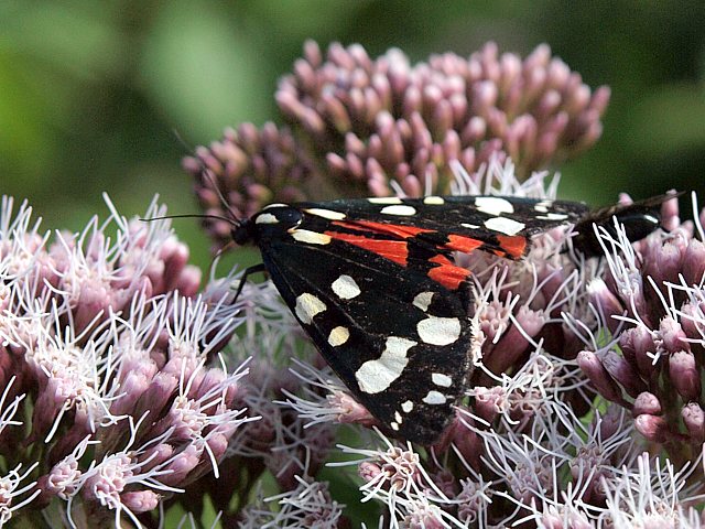 Ecaille rouge - callimorpha dominula