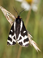 Ecaille du plantain, parasemia plantaginis