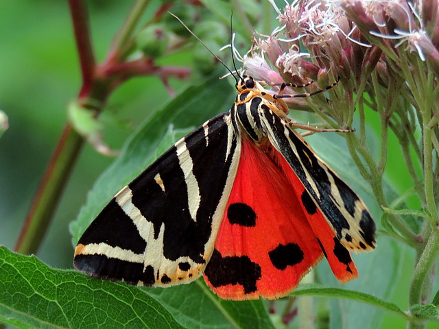 Ecaille chine, panaxia quadripunctaria