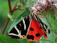 Ecaille chinée, panaxia quadripunctaria